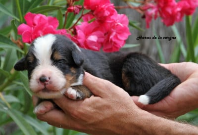 Les chiots de Bouvier Bernois