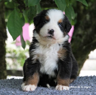 Les chiots de Bouvier Bernois