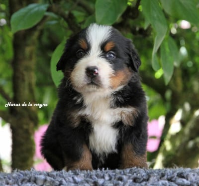 Les chiots de Bouvier Bernois