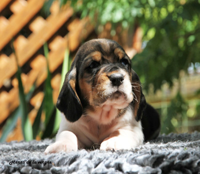 Les chiots de Basset Hound