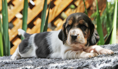 Les chiots de Basset Hound