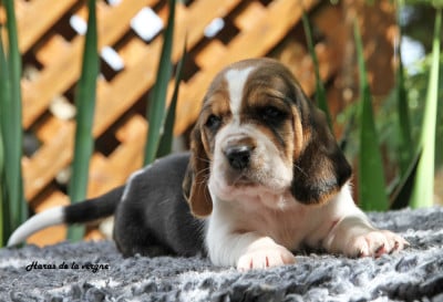 Les chiots de Basset Hound