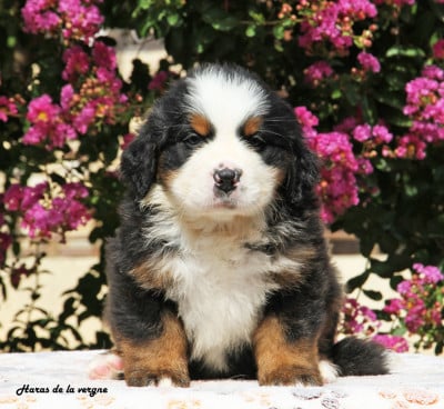 Les chiots de Bouvier Bernois
