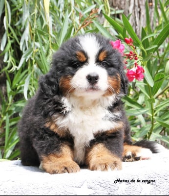 Les chiots de Bouvier Bernois