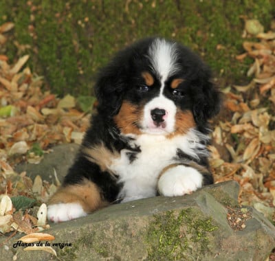 Les chiots de Bouvier Bernois