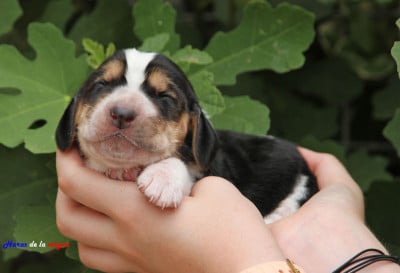 Les chiots de Basset Hound