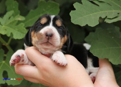 Les chiots de Basset Hound