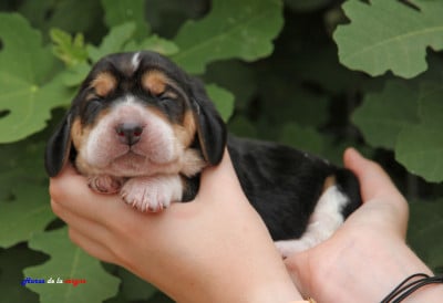 Les chiots de Basset Hound