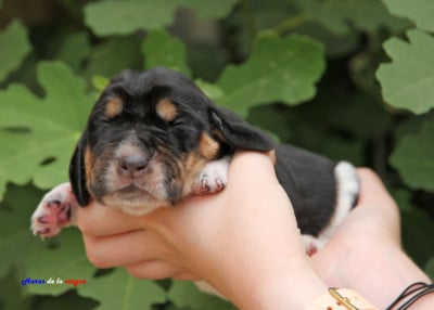Les chiots de Basset Hound