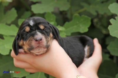 Les chiots de Basset Hound