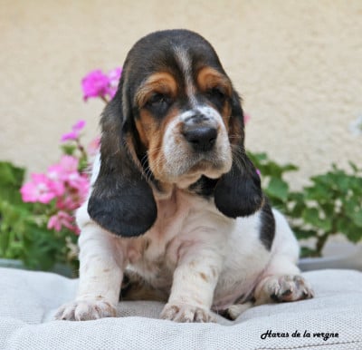 Les chiots de Basset Hound