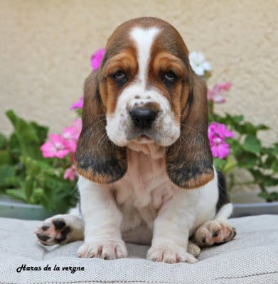 Les chiots de Basset Hound