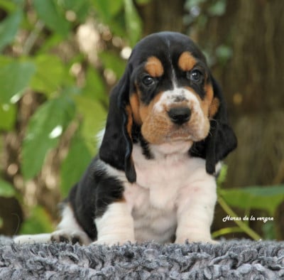 Les chiots de Basset Hound