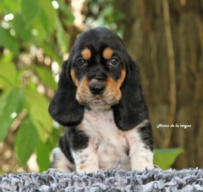 Les chiots de Basset Hound