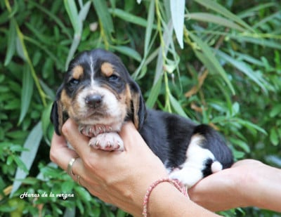 Les chiots de Basset Hound