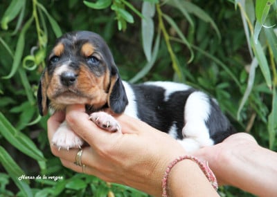 Les chiots de Basset Hound