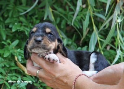 Les chiots de Basset Hound