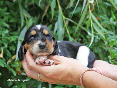 Les chiots de Basset Hound