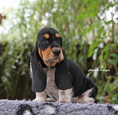Les chiots de Basset Hound