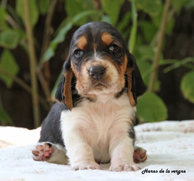 Les chiots de Basset Hound