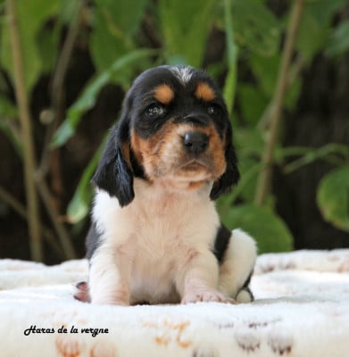 Les chiots de Basset Hound