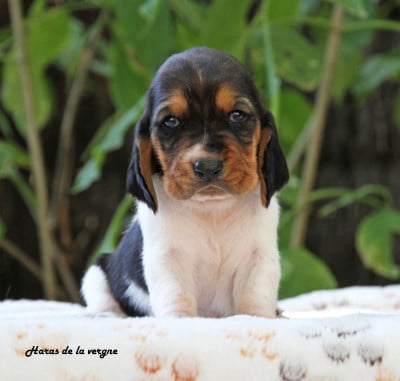 Les chiots de Basset Hound