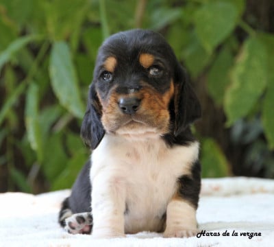 Les chiots de Basset Hound