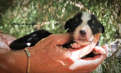 Les chiots de Bouvier Bernois