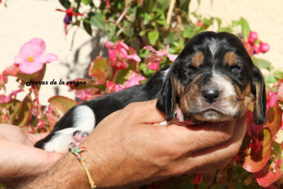 Les chiots de Basset Hound