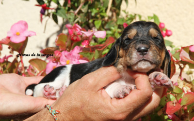 Les chiots de Basset Hound
