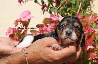 Les chiots de Basset Hound