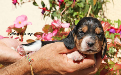 Les chiots de Basset Hound