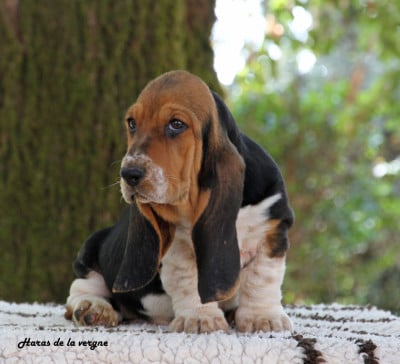 Les chiots de Basset Hound