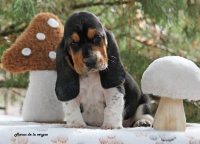 Les chiots de Basset Hound