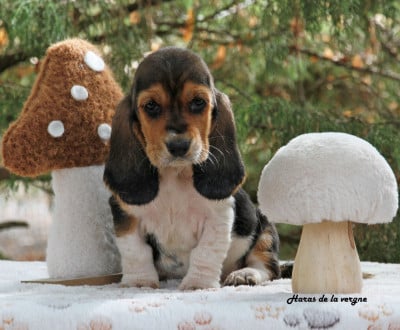 Les chiots de Basset Hound