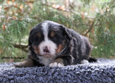 Les chiots de Bouvier Bernois