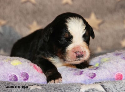 Les chiots de Bouvier Bernois