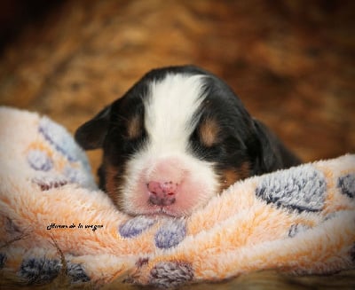 Les chiots de Bouvier Bernois