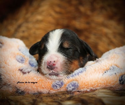 Les chiots de Bouvier Bernois