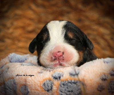 Les chiots de Bouvier Bernois