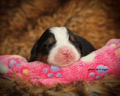 Les chiots de Bouvier Bernois
