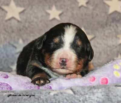 Les chiots de Bouvier Bernois