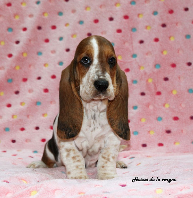 Les chiots de Basset Hound