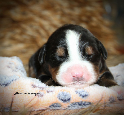 Les chiots de Bouvier Bernois
