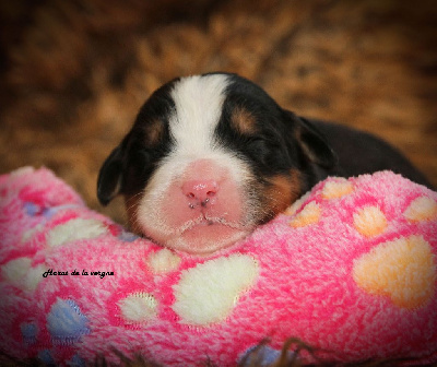 Les chiots de Bouvier Bernois