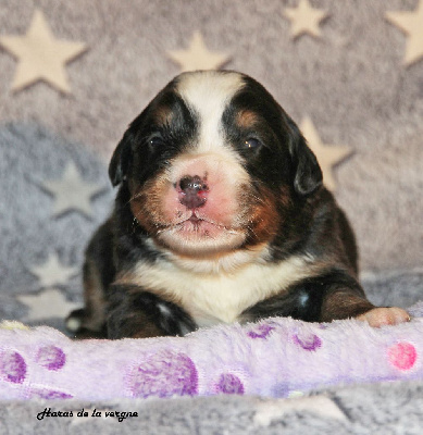 Les chiots de Bouvier Bernois