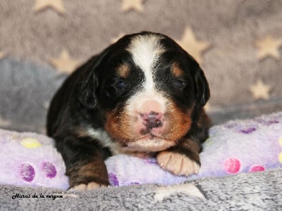 Les chiots de Bouvier Bernois