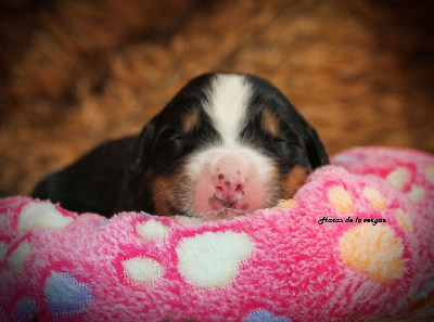 Les chiots de Bouvier Bernois