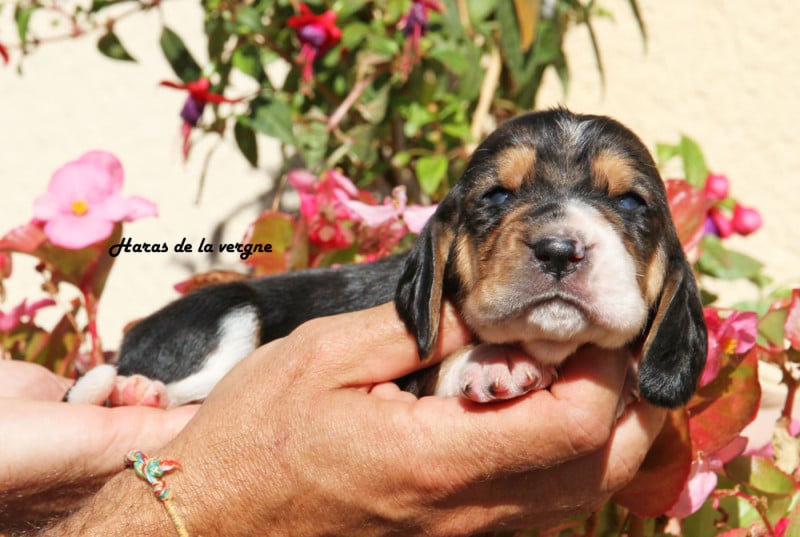 Basset Hound - du Haras de la Vergne