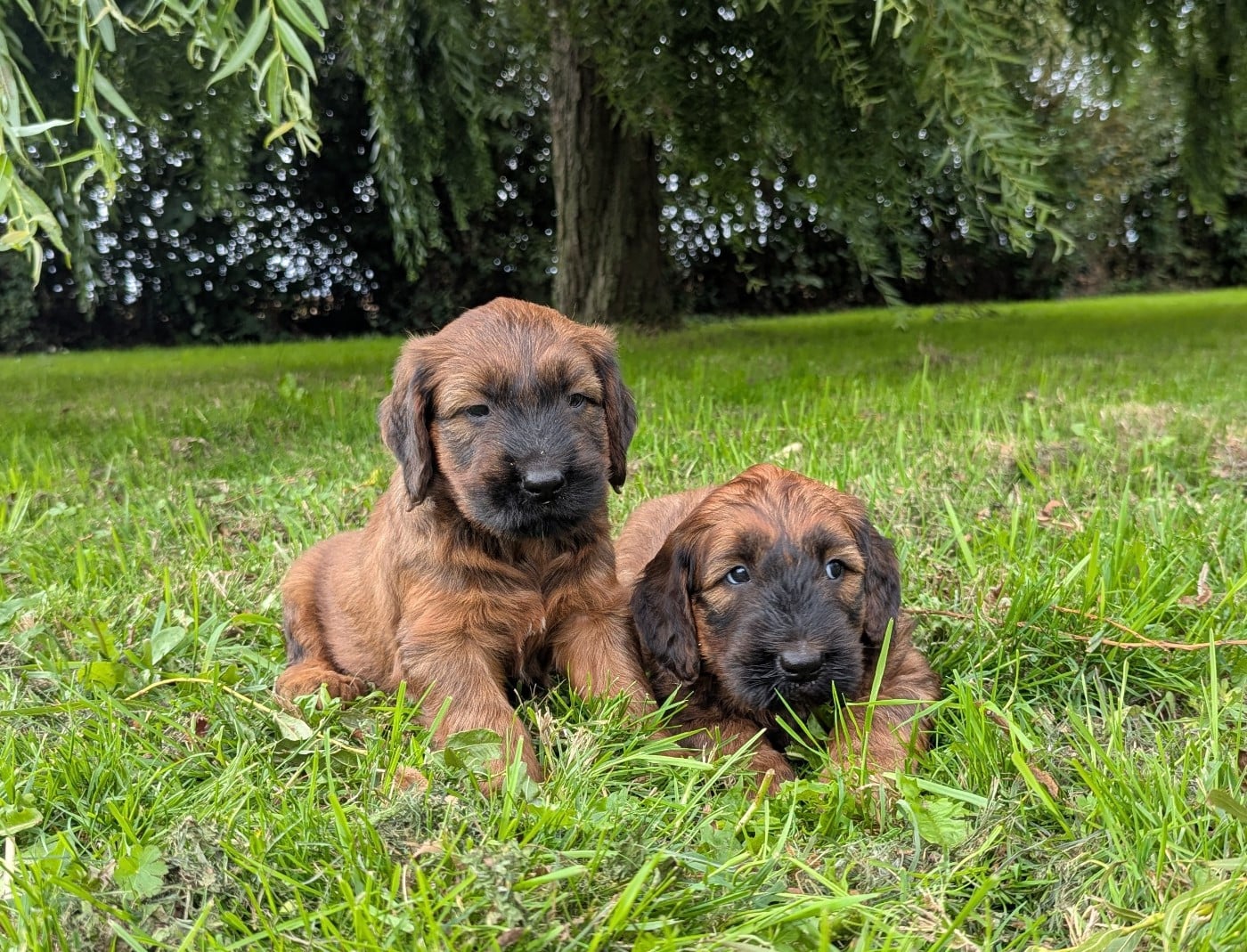CHIOT 8 - Berger de Brie